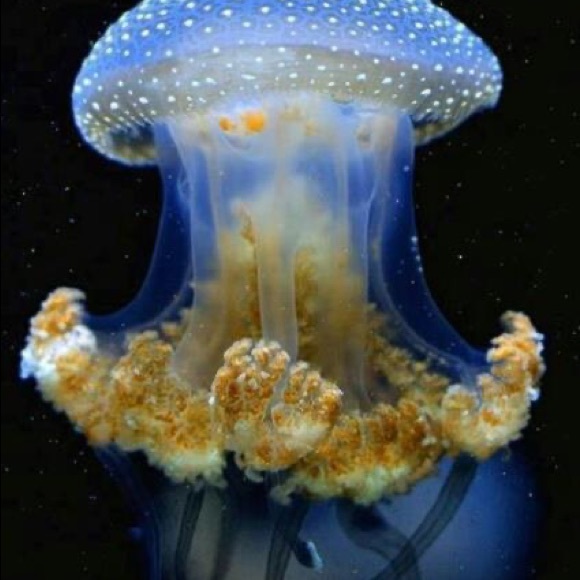 🌎same day or next day shipping - Picture 4 of 16